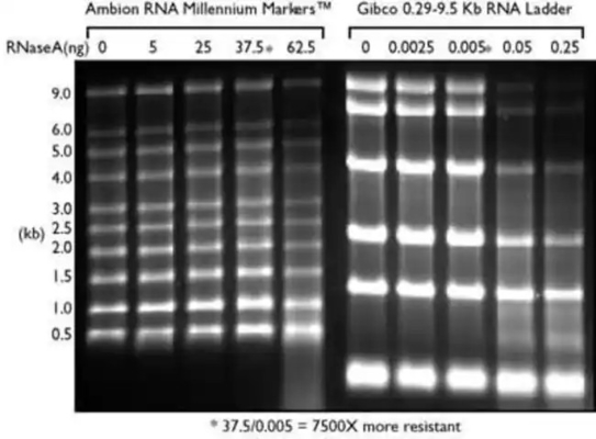 Низкие лестница SsRNA ряда и отметка РИБОНУКЛЕИНОВОЙ КИСЛОТЫ, лестница 0.125-6.0Kb РИБОНУКЛЕИНОВОЙ КИСЛОТЫ формамида